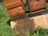 abgekehrte-Bienen-aus-dem-Honigraum