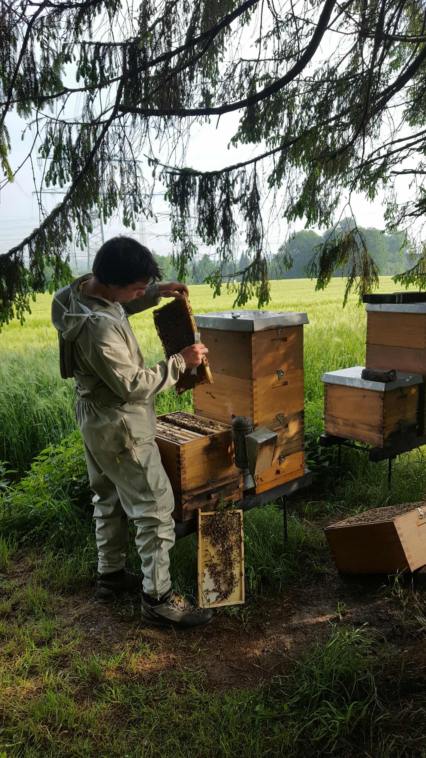 Imker am Bienenvolk