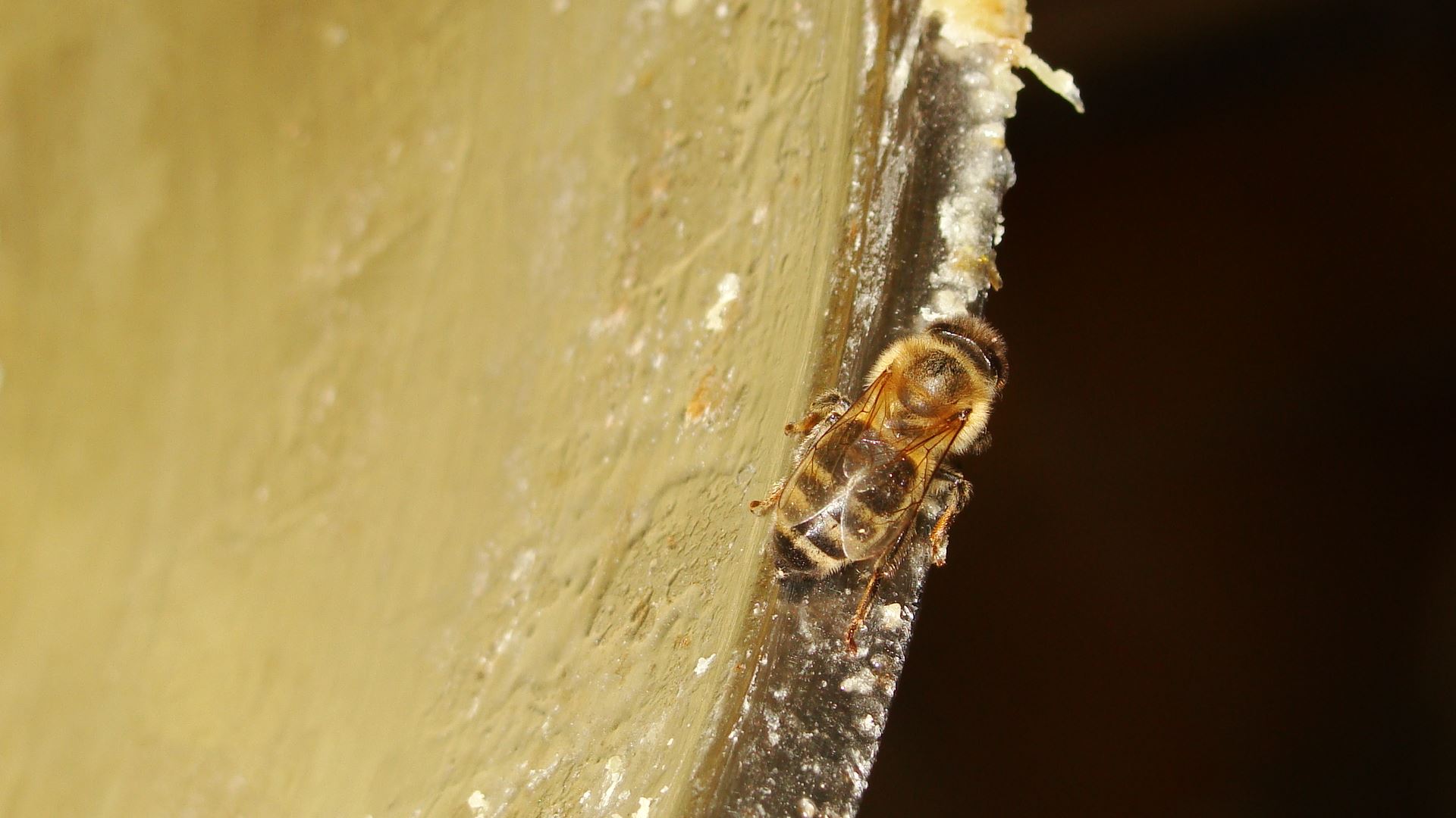 Geschmolzenes Wachs enthalt Honig